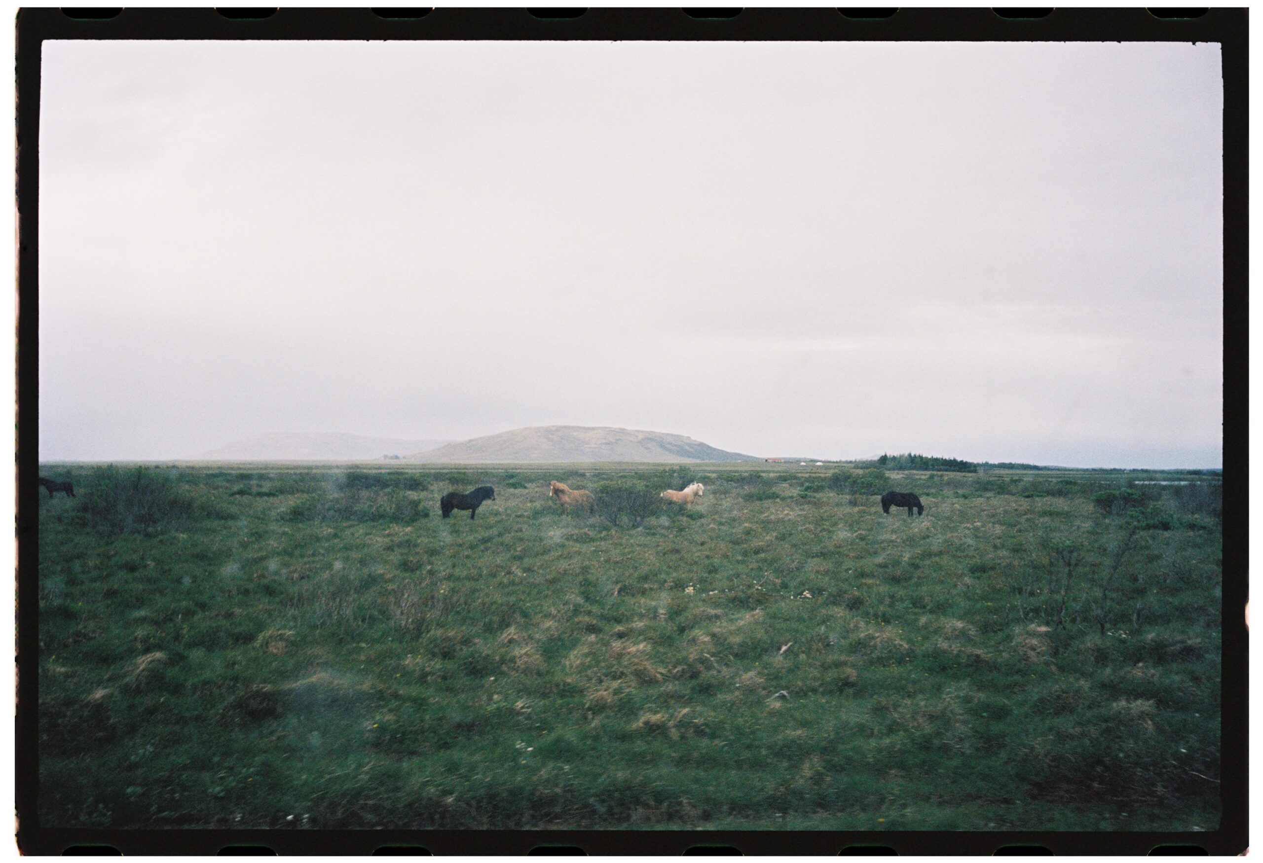 Hagi Horses